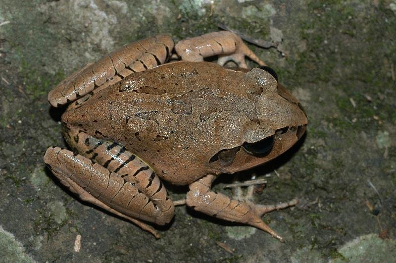 Great_Barred_Frog__Mixophyes_fasciolatus__009.jpg