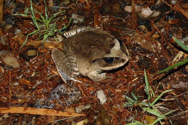 Great_Barred_Frog__Mixophyes_fasciolatus__010.jpg