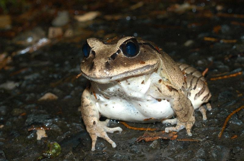 Great_Barred_Frog__Mixophyes_fasciolatus__014.jpg