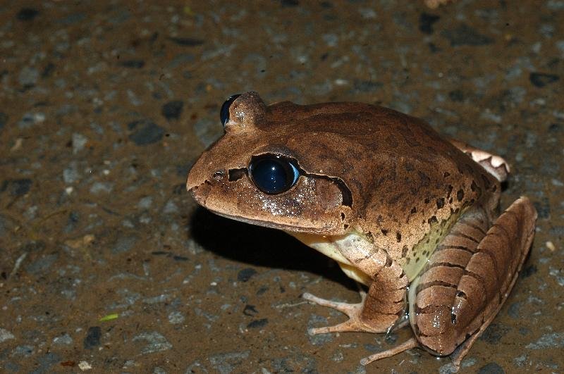 Great_Barred_Frog__Mixophyes_fasciolatus__015.jpg