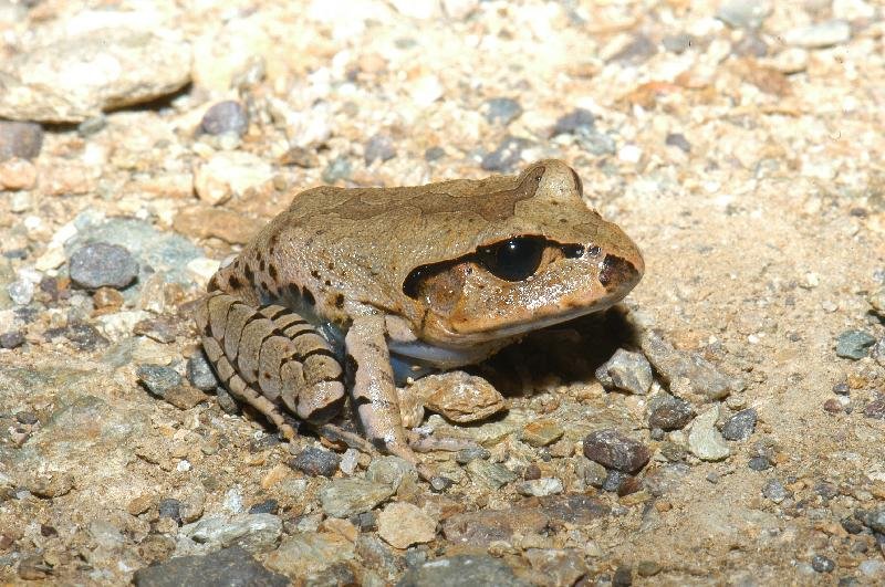 Great_Barred_Frog__Mixophyes_fasciolatus__021.jpg