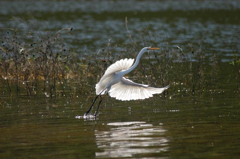 Great_Egret__Ardea_alba__001.jpg