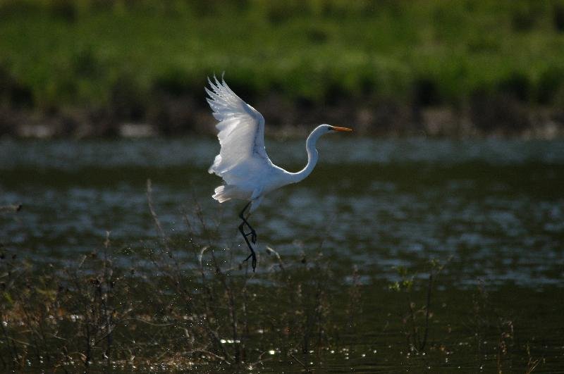 Great_Egret__Ardea_alba__002.jpg