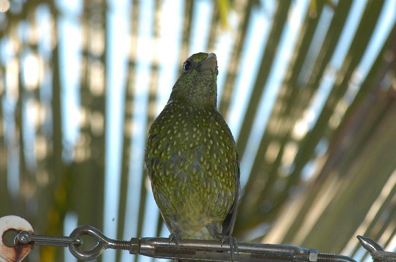 Green_Catbird__Ailuroedus_crassirostris__003.jpg