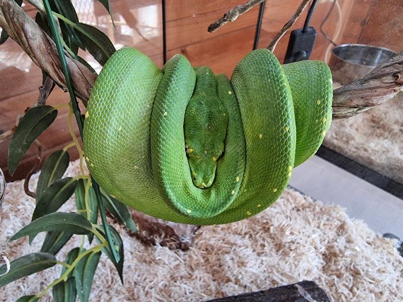 Green_Python__Morelia_viridis__001.jpg