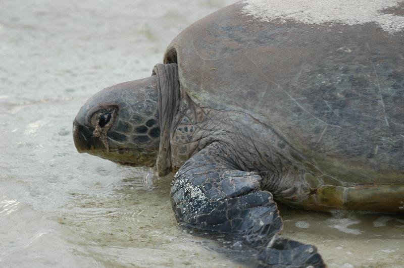 Green_Turtle__Chelonia_mydas__007.jpg