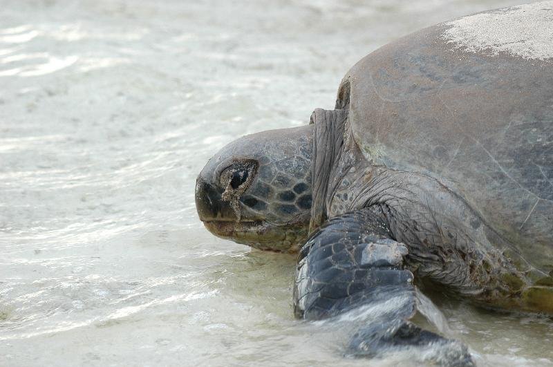 Green_Turtle__Chelonia_mydas__008.jpg