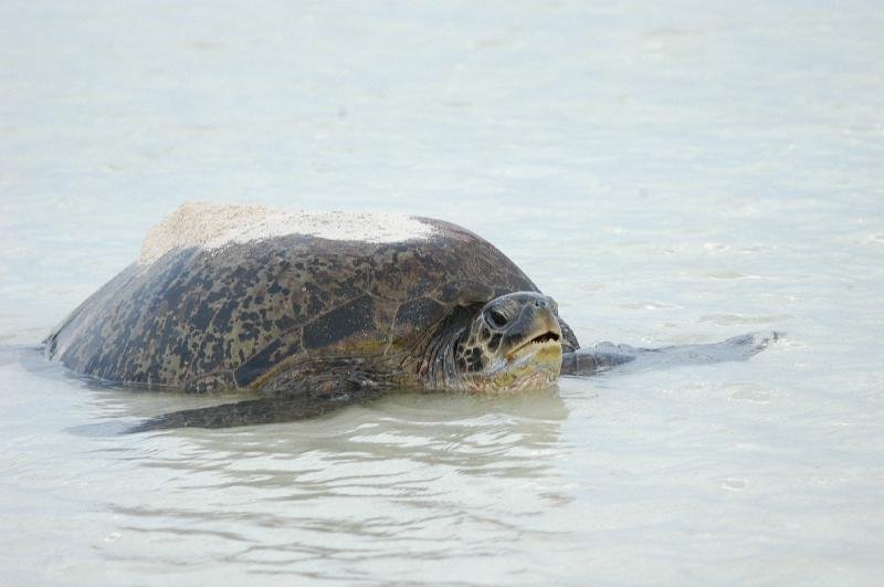 Green_Turtle__Chelonia_mydas__013.jpg