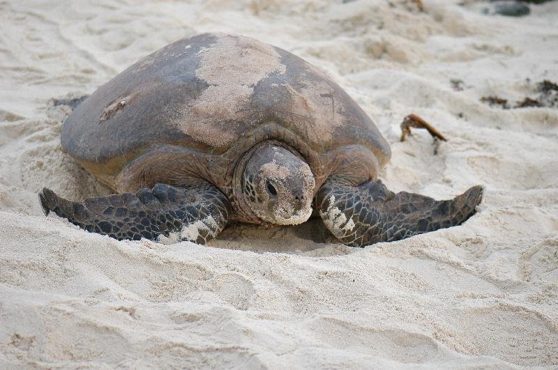 Green_Turtle__Chelonia_mydas__018.jpg