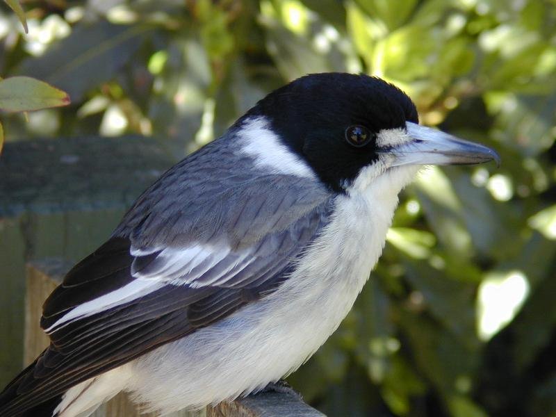 Grey_Butcherbird__Cracticus_torquatus__007.jpg