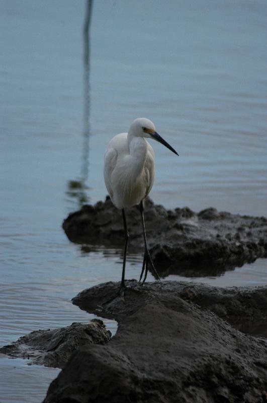 Intermediate_Egret__Ardea_intermedia__001.jpg