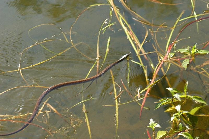 Keelback__Tropidonophis_mairii__001.jpg