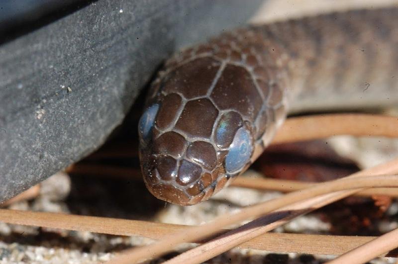 Keelback__Tropidonophis_mairii__006.jpg