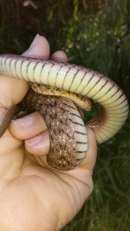 Keelback__Tropidonophis_mairii__011.jpg