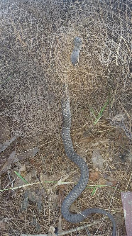 Keelback__Tropidonophis_mairii__025.jpg