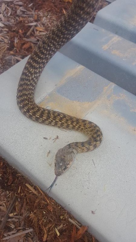 Keelback__Tropidonophis_mairii__034.jpg