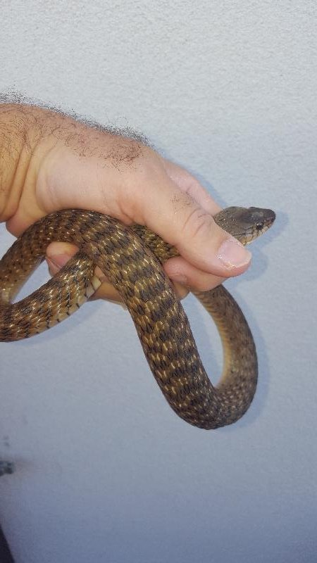 Keelback__Tropidonophis_mairii__044.jpg