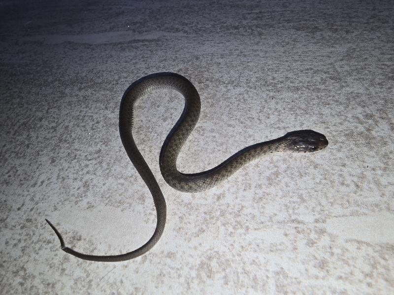 Keelback__Tropidonophis_mairii__098.jpg
