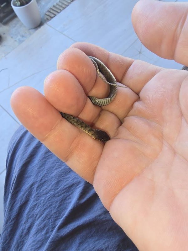 Keelback__Tropidonophis_mairii__099.jpg