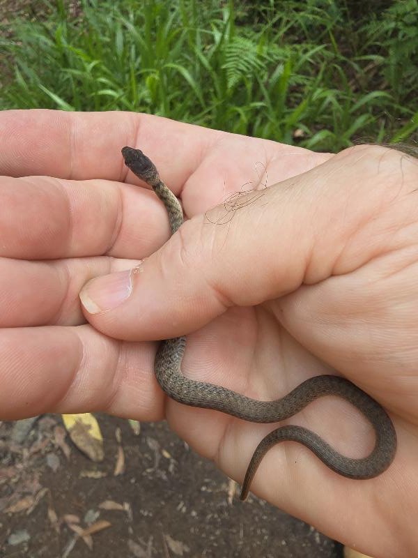Keelback__Tropidonophis_mairii__100.jpg