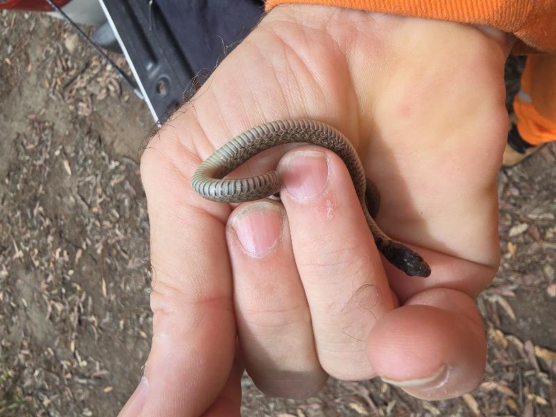 Keelback__Tropidonophis_mairii__101.jpg
