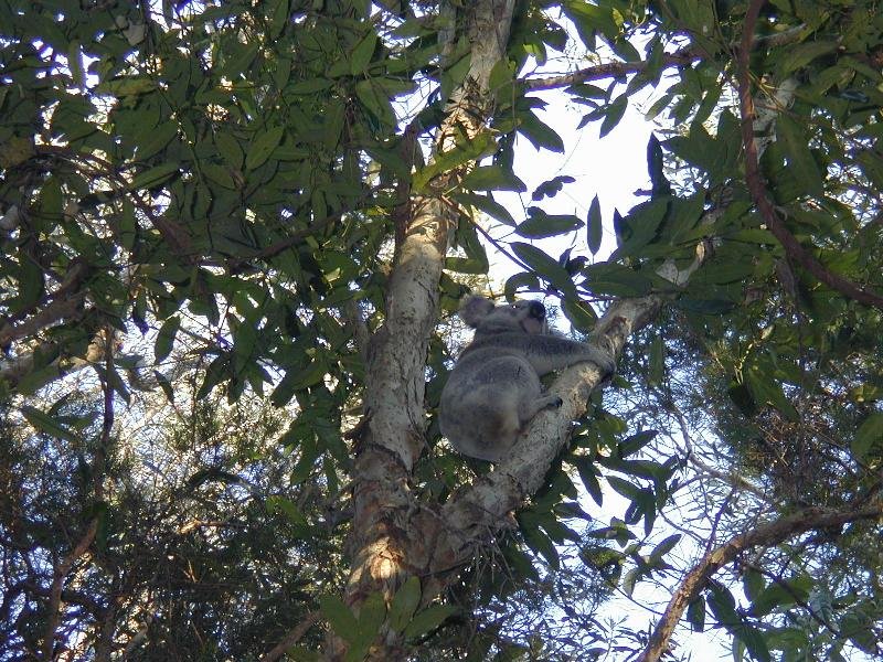 Koala__Phascolarctos_cinereus__003.jpg