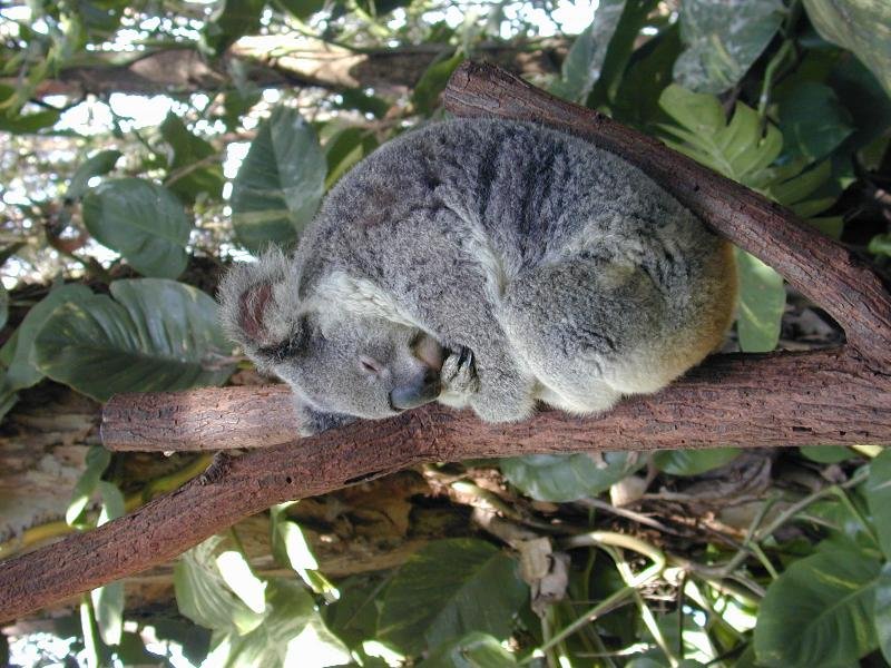 Koala__Phascolarctos_cinereus__004.jpg