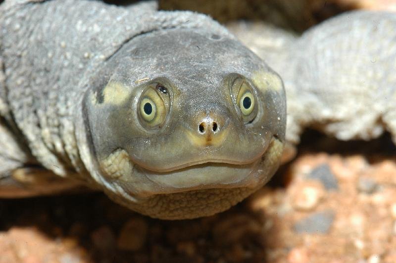 Krefft's_turtle__Emydura_macquarii_krefftii__007.jpg