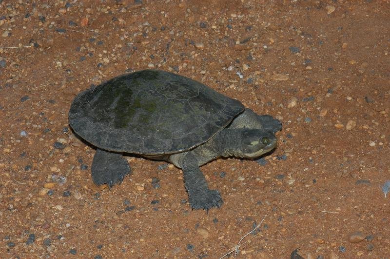 Krefft's_turtle__Emydura_macquarii_krefftii__011.jpg