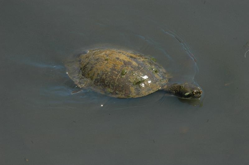 Krefft's_turtle__Emydura_macquarii_krefftii__014.jpg