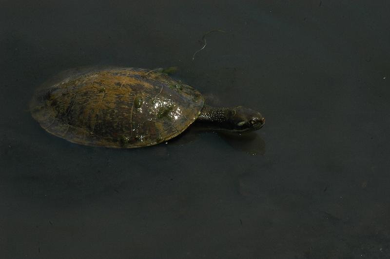 Krefft's_turtle__Emydura_macquarii_krefftii__015.jpg