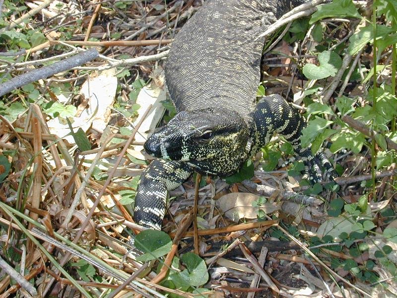 Lace_Monitor__Varanus_varius__002.jpg