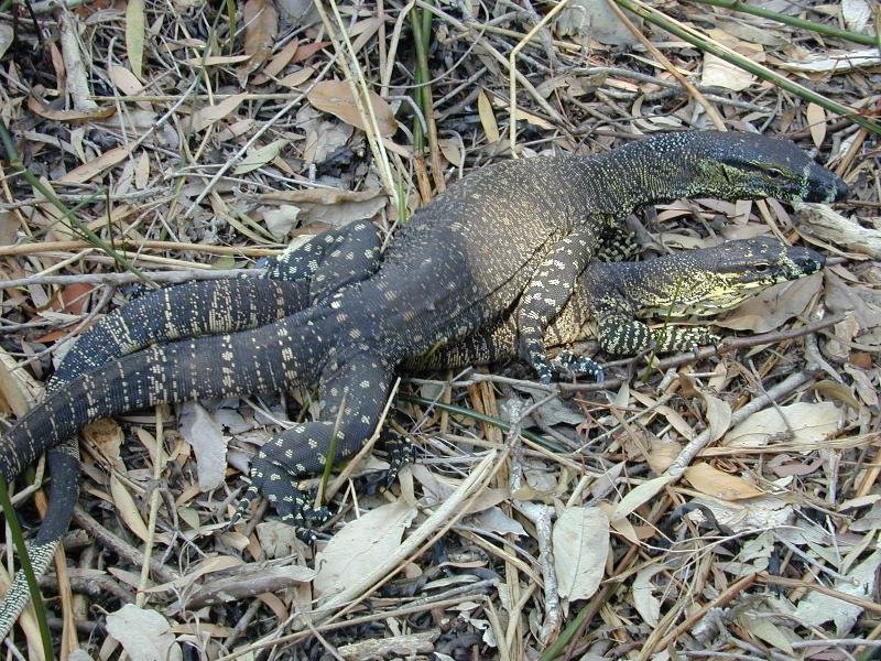 Lace_Monitor__Varanus_varius__008.jpg