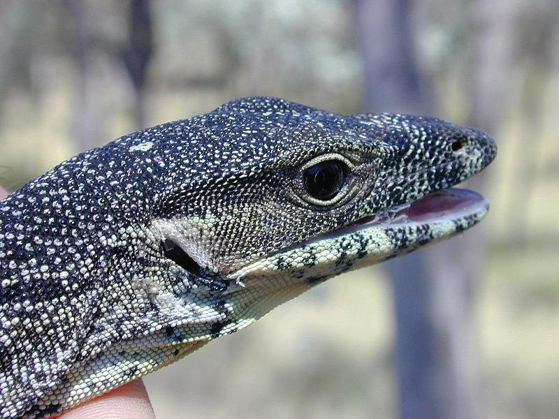 Lace_Monitor__Varanus_varius__013.jpg