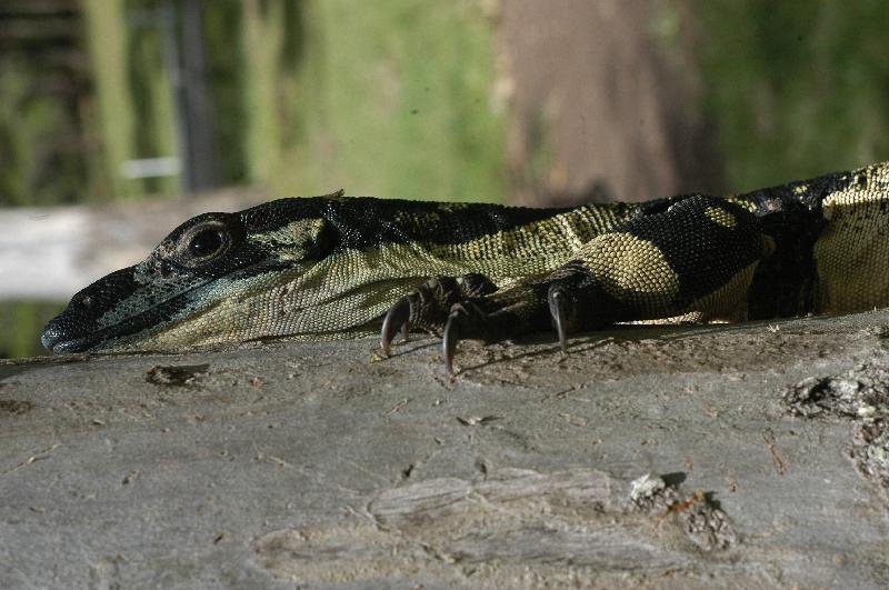 Lace_Monitor__Varanus_varius__018.jpg