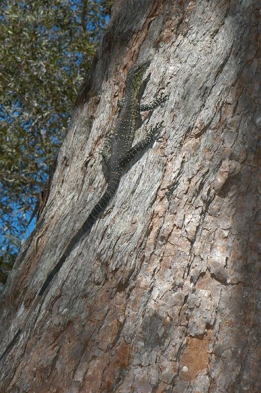 Lace_Monitor__Varanus_varius__021.jpg