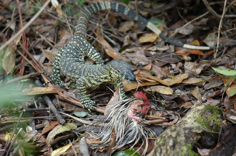 Lace_Monitor__Varanus_varius__022.jpg