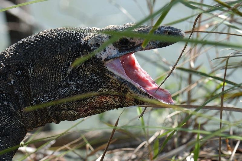 Lace_Monitor__Varanus_varius__026.jpg