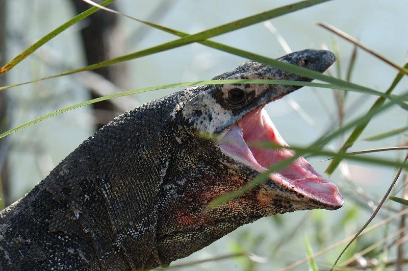 Lace_Monitor__Varanus_varius__027.jpg