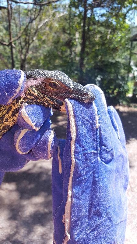 Lace_Monitor__Varanus_varius__031.jpg