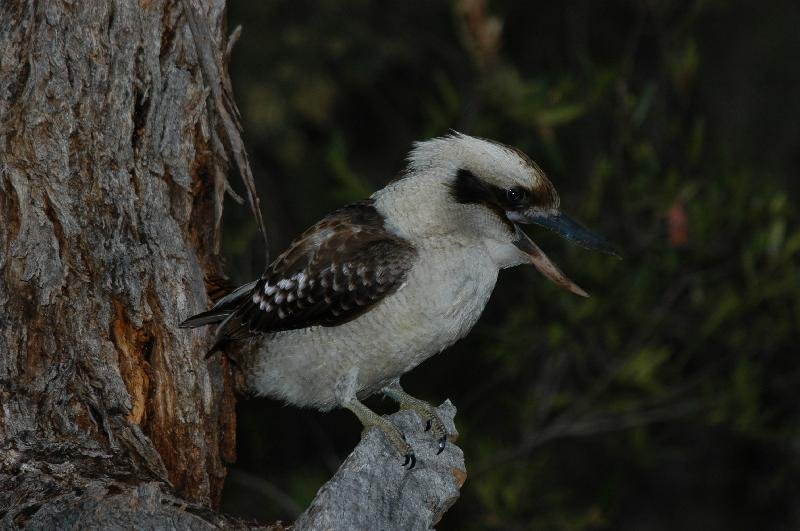 Laughing_Kookaburra__Dacelo_novaeguineae__002.jpg