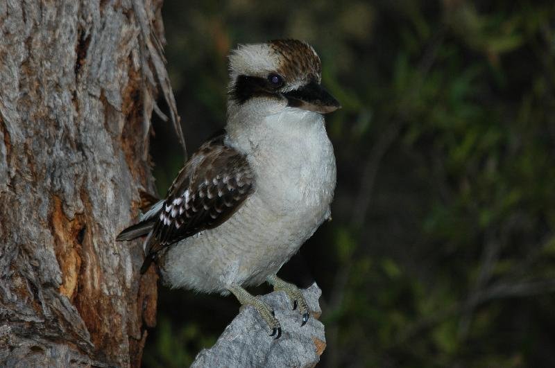 Laughing_Kookaburra__Dacelo_novaeguineae__004.jpg