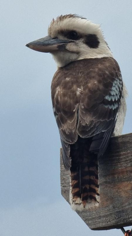 Laughing_Kookaburra__Dacelo_novaeguineae__006.jpg