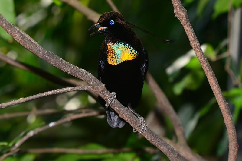 Lawes's_parotia__Parotia_lawesii__001.jpg