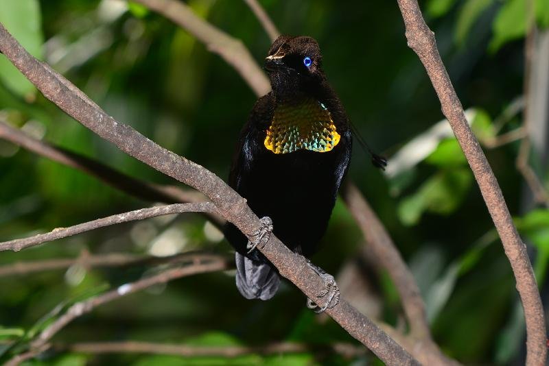 Lawes's_parotia__Parotia_lawesii__002.jpg