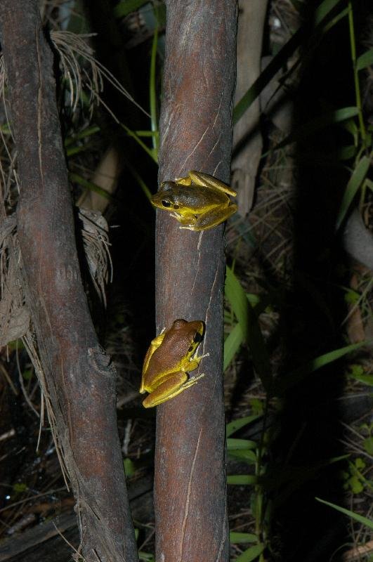 Lesueur's_Frog__Litoria_lesueurii__003.jpg