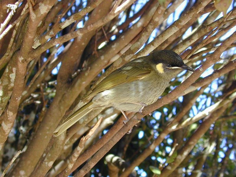 Lewin's_Honeyeater__Meliphaga_lewinii__002.jpg