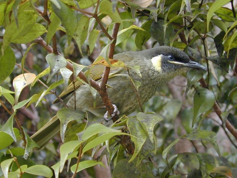 Lewin's_Honeyeater__Meliphaga_lewinii__004.jpg