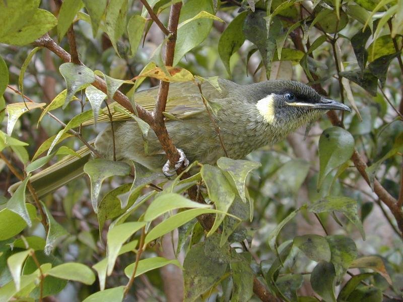 Lewin's_Honeyeater__Meliphaga_lewinii__005.jpg