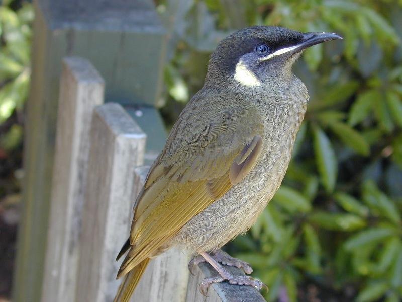 Lewin's_Honeyeater__Meliphaga_lewinii__006.jpg